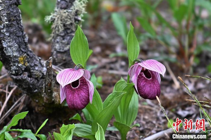 黃龍景區(qū)高山蘭花盛開?！“苍?攝