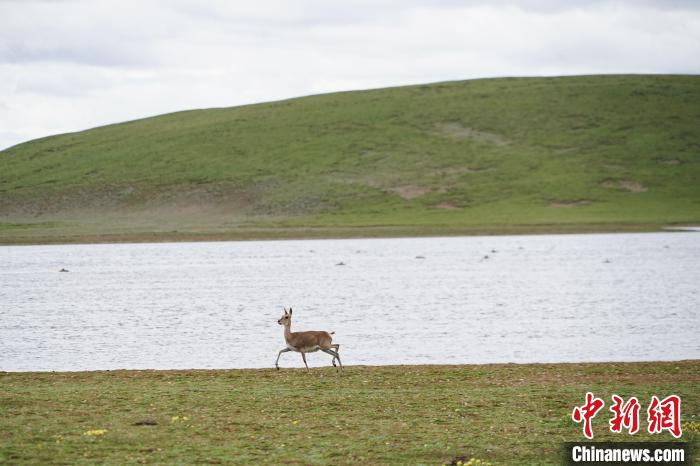 圖為藏原羚在扎陵湖岸畔悠閑漫步?！●R銘言 攝