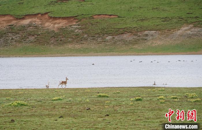 圖為藏原羚在扎陵湖岸畔悠閑漫步?！●R銘言 攝
