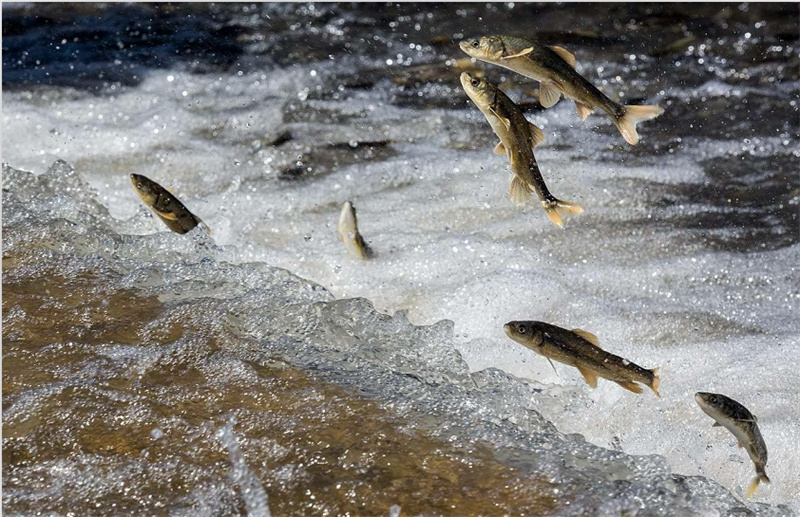 湟魚洄游。才旦桑吾攝