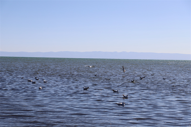 青海湖北岸仙女灣。才旦桑吾攝