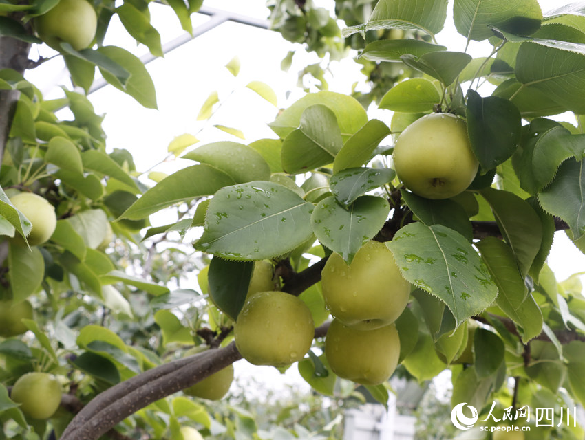 即將上市的雪梨“翠冠”。勾璇攝