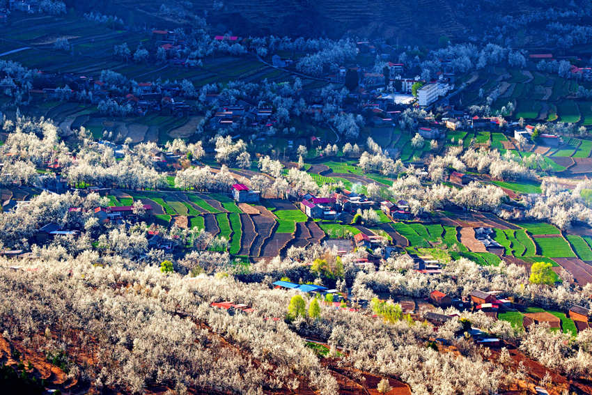 大金川上看梨花，梨云悠悠，滿山遍野潔白一片。金川縣供圖