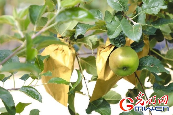 我們的家園｜小蘋果帶動大產(chǎn)業(yè)，帶你看看這座阿壩州小村的鄉(xiāng)村振興新模式