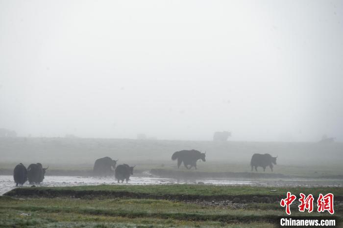 圖為成群牦牛在草灘上戲水漫步，宛如靜美水墨畫(huà)。　馬銘言 攝