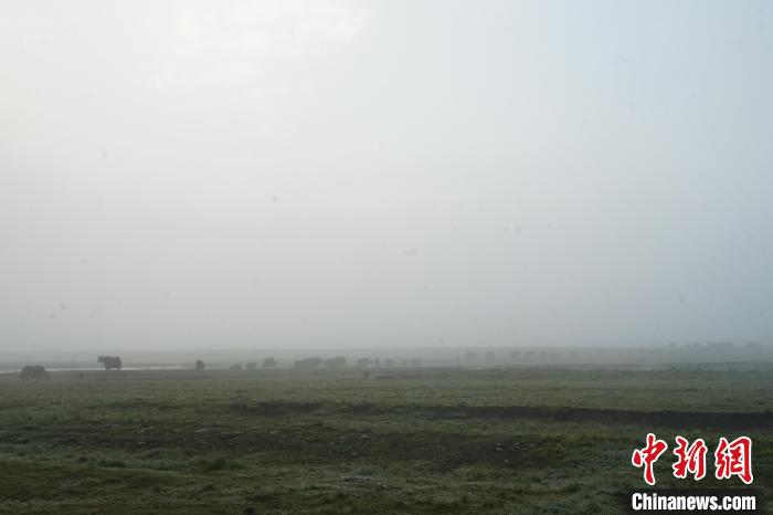 圖為成群牦牛在草灘上覓食、漫步，宛如靜美水墨畫?！●R銘言 攝