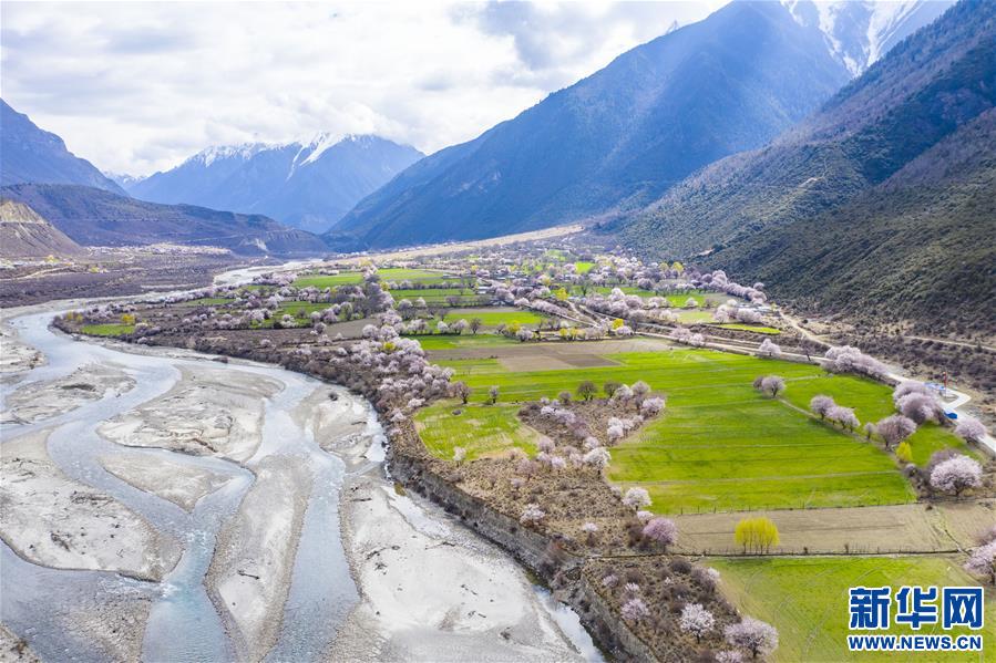 (美麗中國)(5)西藏林芝桃花盛開