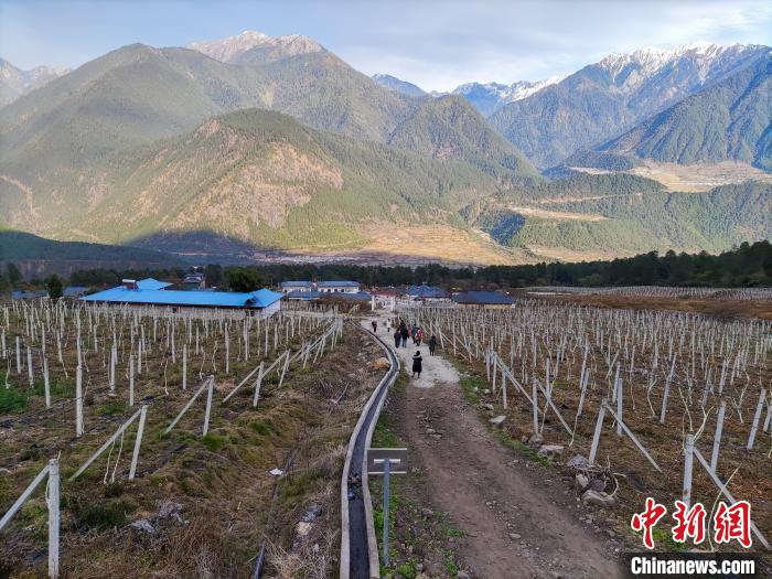 西藏林芝下察隅鎮(zhèn)的獼猴桃種植園?！〗w波 攝