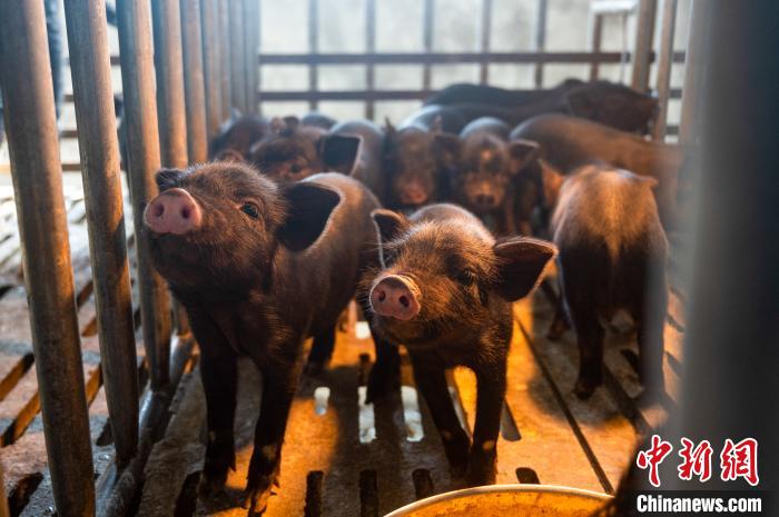 西藏林芝藏豬產(chǎn)業(yè)走上標(biāo)準(zhǔn)化、產(chǎn)業(yè)化之路
