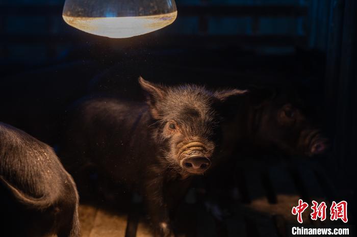 圖為藏豬被稱(chēng)為“高原之珍”，以口感佳、營(yíng)養(yǎng)價(jià)值高而聞名?！『闻罾?攝