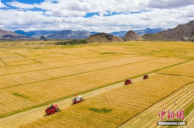 資料圖：西藏日喀則市江孜縣紫金鄉(xiāng)努堆村村民利用收割機(jī)收青稞。<a target='_blank' ><p  align=