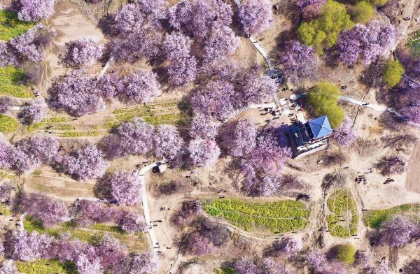 世外桃源！一組圖告訴你，西藏林芝桃花能有多美