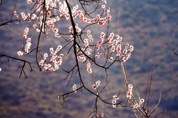 世外桃源！一組圖告訴你，西藏林芝桃花能有多美