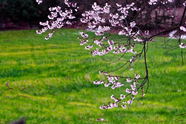 世外桃源！一組圖告訴你，西藏林芝桃花能有多美
