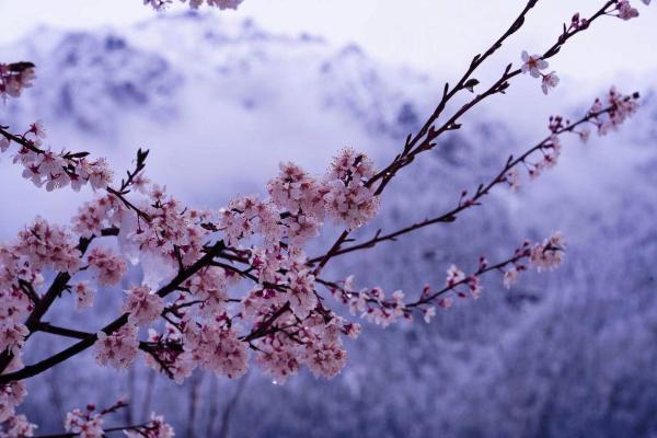 世外桃源！一組圖告訴你，西藏林芝桃花能有多美