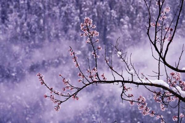 世外桃源！一組圖告訴你，西藏林芝桃花能有多美