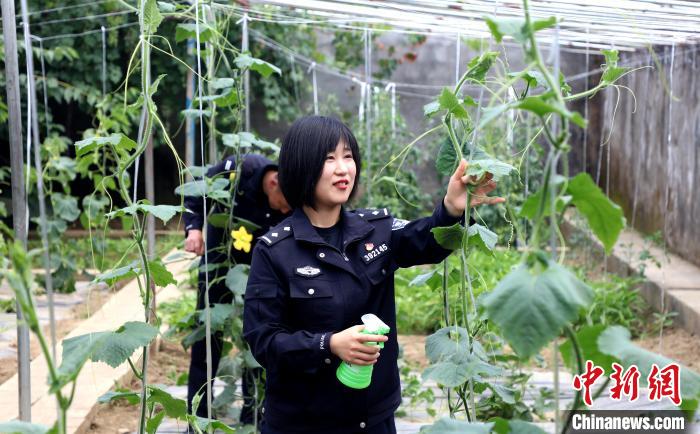 圖為李冬雪在溫室大棚里勞作?！∥鞑爻鋈刖尺叿罊z查總站供圖