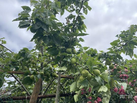 【走進(jìn)鄉(xiāng)村看小康】西藏塔巴村:村美陶美人更美