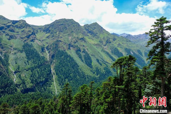 圖為西藏玉麥鄉(xiāng)森林資源。(資料圖) 江飛波 攝