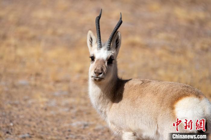 圖為西藏藏原羚，藏原羚是青藏高原特有種，也被稱為西藏黃羊?！〗w波 攝