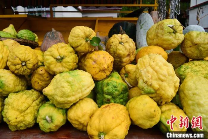 墨脫大檸檬，學(xué)名香櫞，和檸檬均為蕓香科植物。(<a target='_blank' href='/'><p  align=