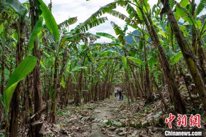 墨脫公路沿線的芭蕉林。