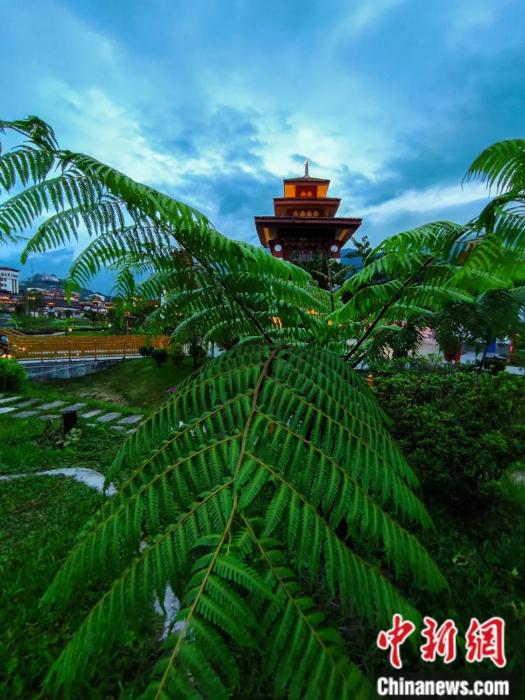 墨脫縣城公園里的桫欏。