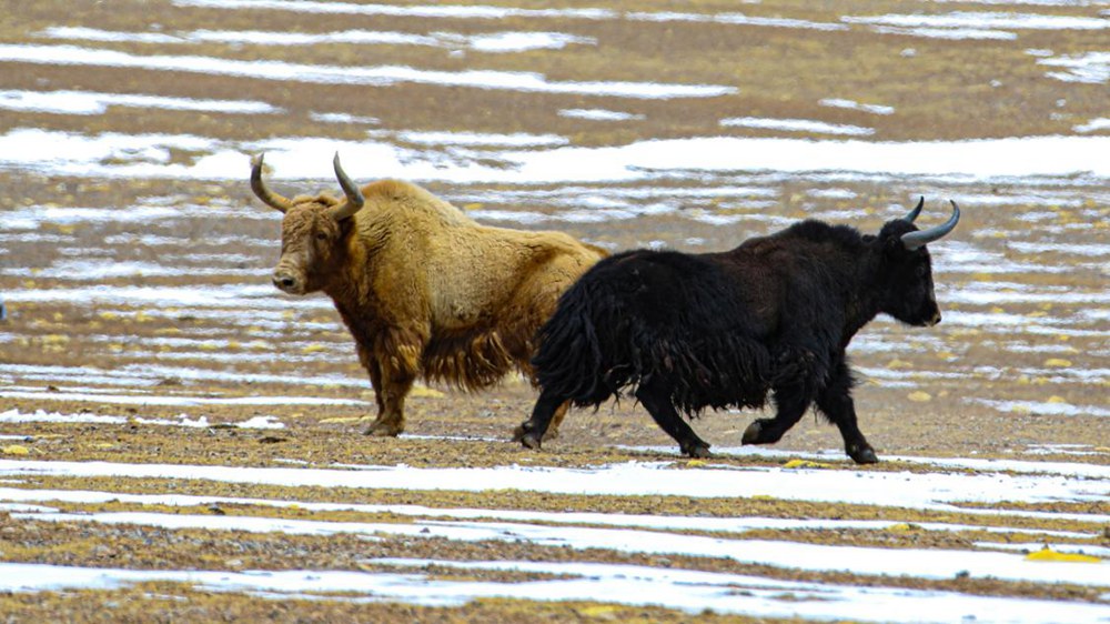 野牦牛。金阿次仁攝