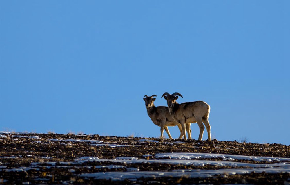 盤羊。金阿次仁攝
