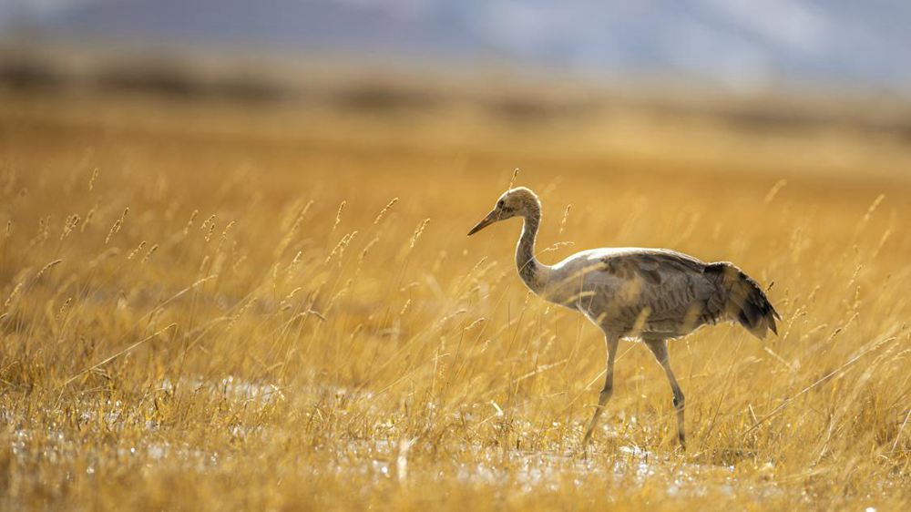 黑頸鶴幼鳥。金阿次仁攝