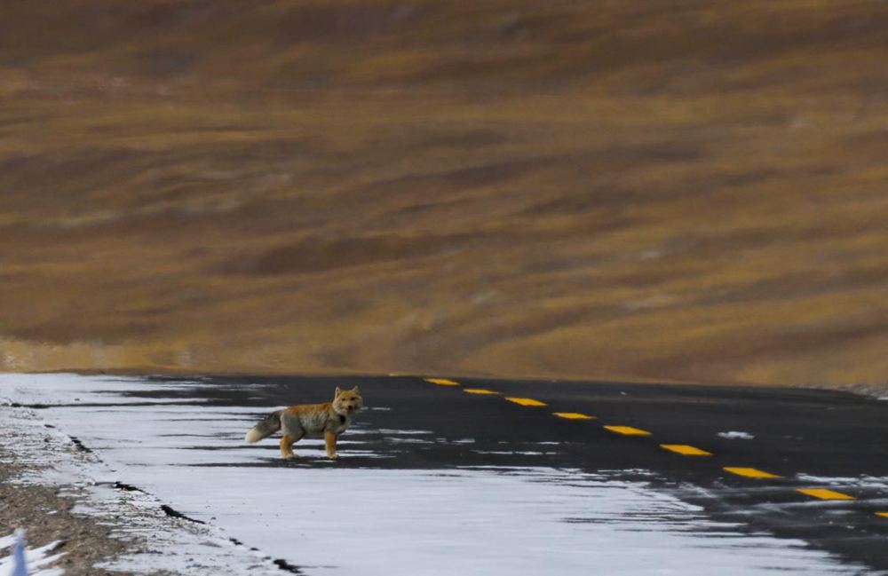 藏狐。金阿次仁攝