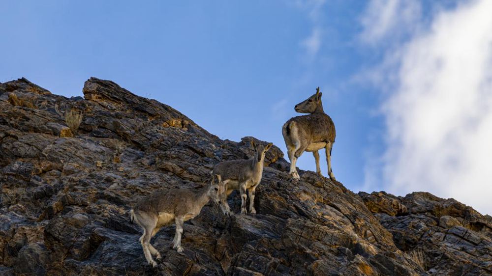 巖羊。金阿次仁攝