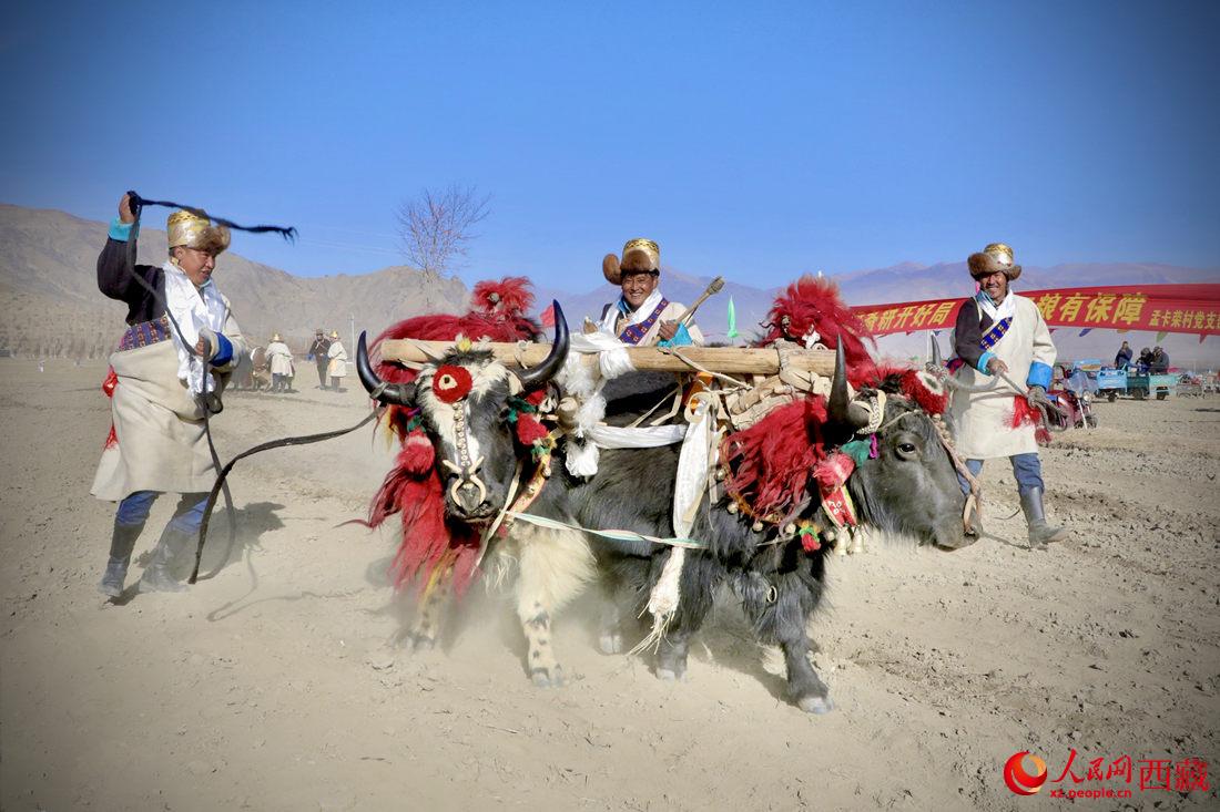 在過(guò)去漫長(zhǎng)的歲月里，牦牛是農(nóng)耕的主力，“二牛抬杠”代表了一個(gè)時(shí)代。人民網(wǎng) 次仁羅布攝