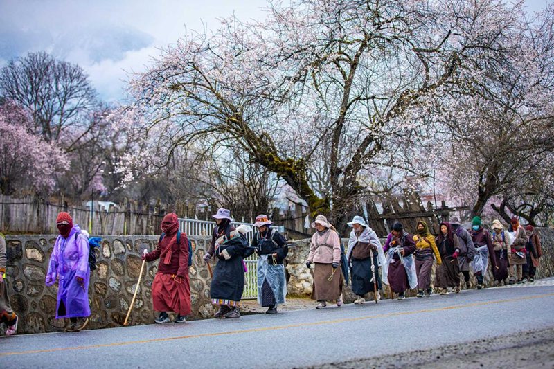 下雨了，漫步在桃花下的村民。張靜攝