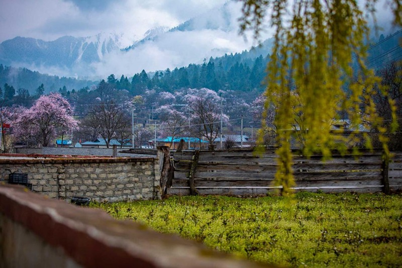 桃花深處的村莊。張靜攝