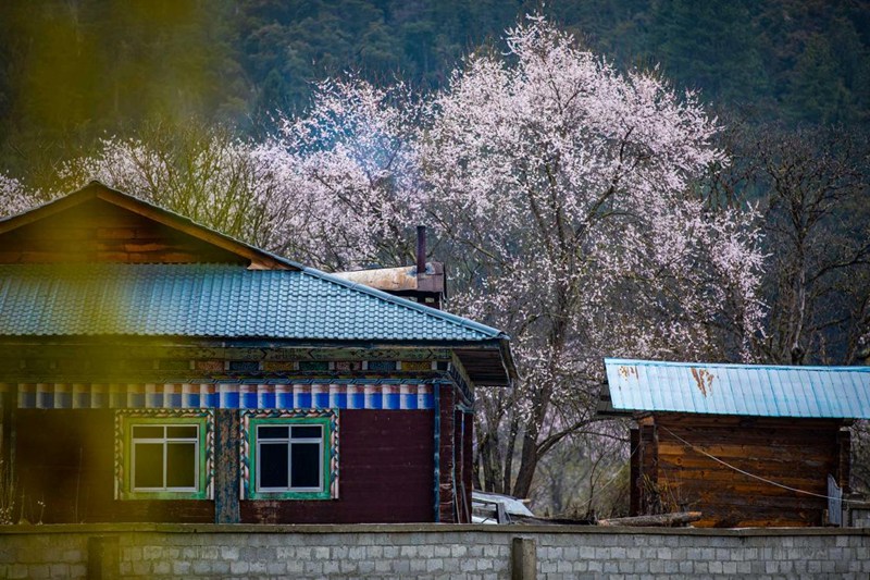 桃花掩映下的村莊。張靜攝