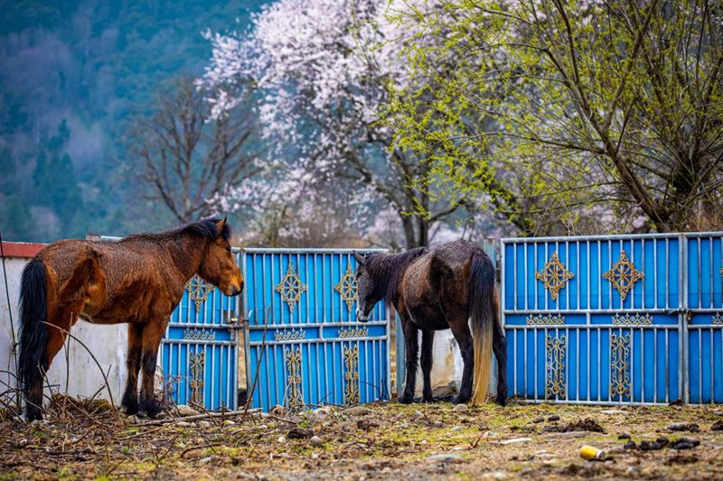 桃花下村莊。張靜攝