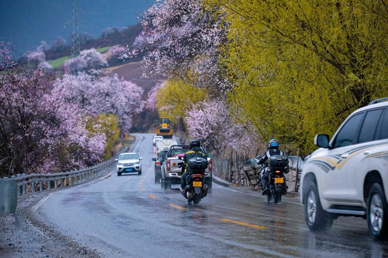 桃花林。張靜攝