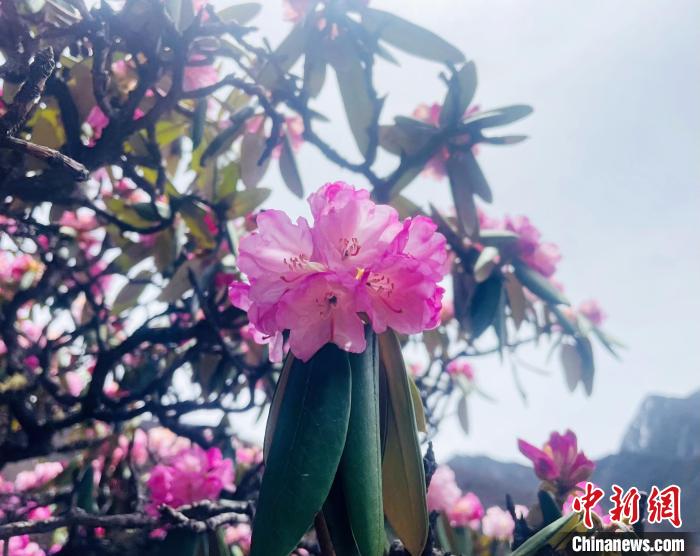 近日，西藏自治區(qū)山南市加查縣索囊溝的杜鵑花競(jìng)相綻放。　冉文娟 攝