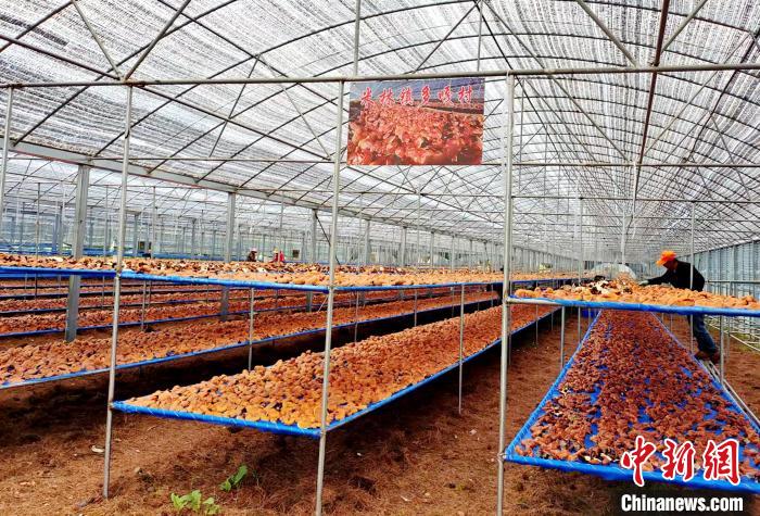 圖為紅太陽科技示范家庭農(nóng)場采收的靈芝?！∑酱胪喙﹫D