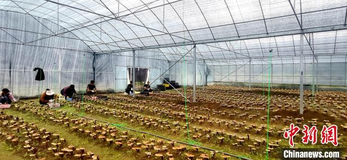 圖為紅太陽科技示范家庭農(nóng)場組織民眾采收靈芝?！∑酱胪喙﹫D