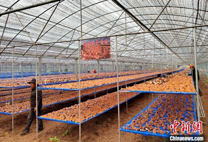 圖為紅太陽科技示范家庭農(nóng)場采收的靈芝?！∑酱胪喙﹫D