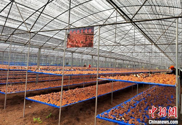 圖為紅太陽科技示范家庭農(nóng)場采收的靈芝?！∑酱胪喙﹫D