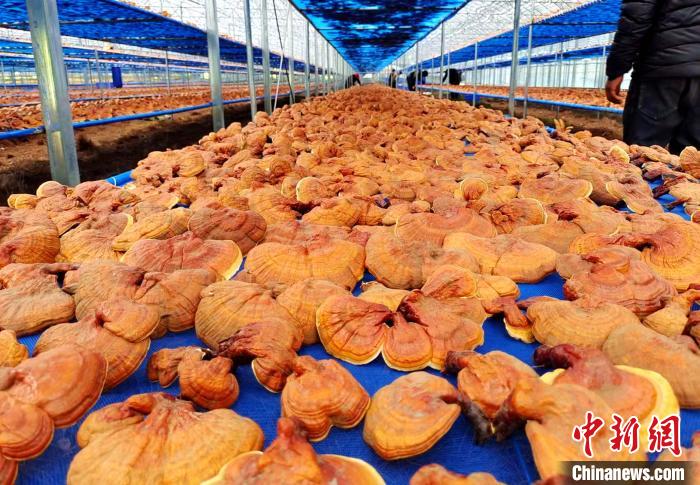 圖為紅太陽科技示范家庭農(nóng)場采收的靈芝。　平措旺青供圖