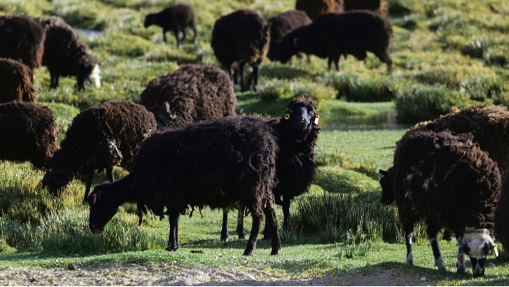 大美邊疆行丨西藏:固邊興邊富民 打造高原邊疆美麗新畫(huà)卷