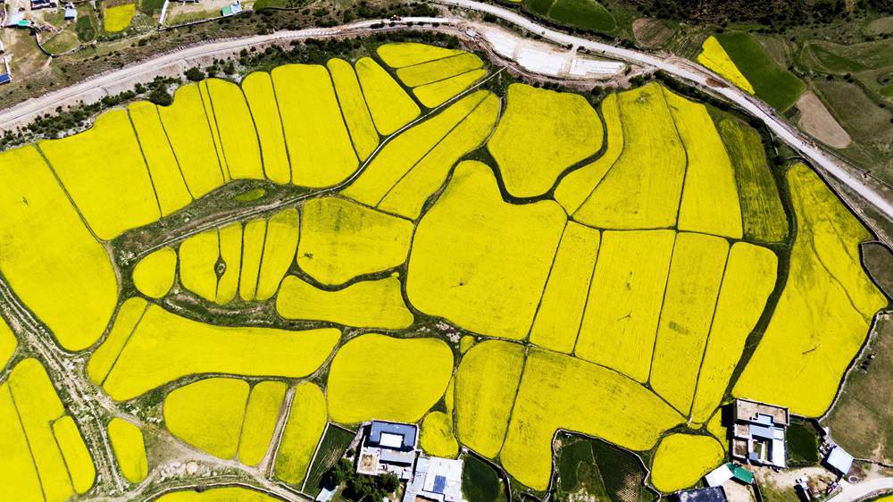 西藏墨竹工卡縣油菜農(nóng)田。