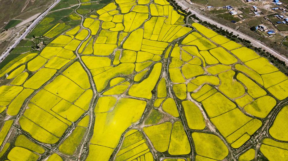 西藏墨竹工卡縣油菜農(nóng)田。