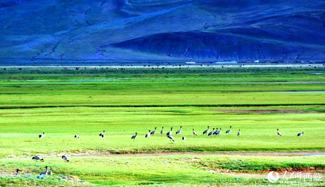 這個(gè)季節(jié)正是黑頸鶴繁殖季。人民網(wǎng) 李海霞攝