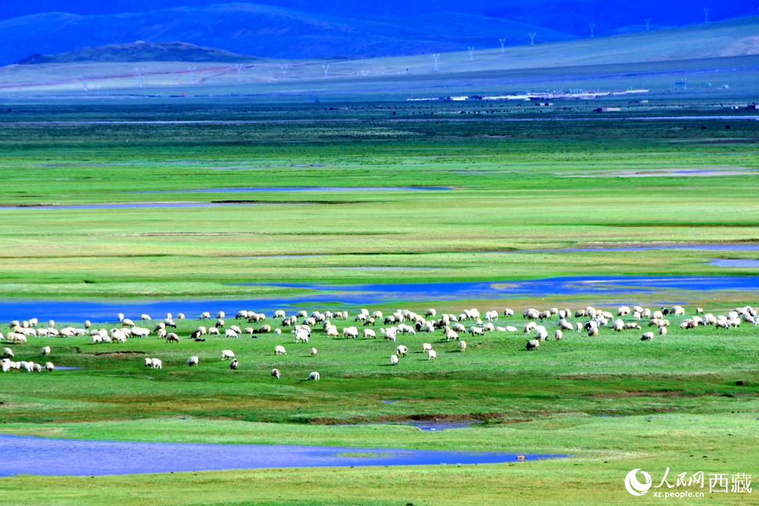 水草豐美的草原，牛羊悠閑覓食。人民網(wǎng) 李海霞攝
