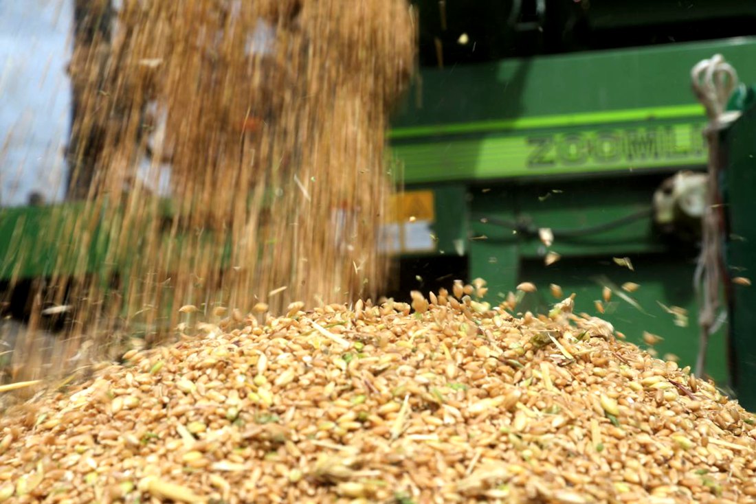 承載著希望的青稞，顆粒歸倉。洛克攝